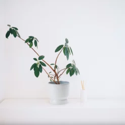 5.75”H X 6” WHITE CERAMIC MODERN COMPOTE PEDESTAL BOWL -Quality Wholesale Shop 575h x 6 white ceramic modern compote pedestal bow 1