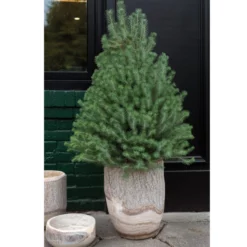 15.5”H X 12.5” NATURAL ELMWOOD PLANTER WOOD -Quality Wholesale Shop accent decor 155h x 125 natural elmwood planter wo 1