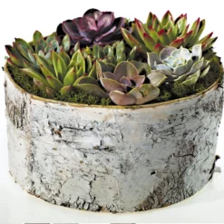 6”h X 12” WHITE BIRCH CYLINDER -Quality Wholesale Shop accent decor 6h x 12 white birch cylinder 2