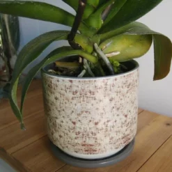 BIRCH BARK 4 1/4'' X 50YDS -Quality Wholesale Shop birch bark 4 1 4 x 50yds 1