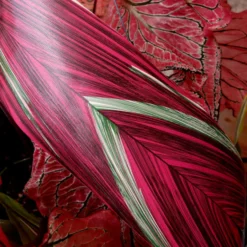 RIBBON LEAF ASPIDISTRA 4.25’’ X 50 YDS PINK